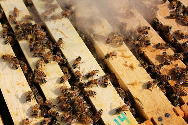 Smoking the bees
